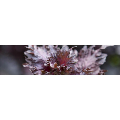 Yawataya Isogoro Shichimi Togarashi Seasoning Can 14g