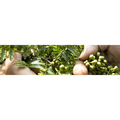 Yawataya Isogoro Shichimi Togarashi Seasoning Can 14g